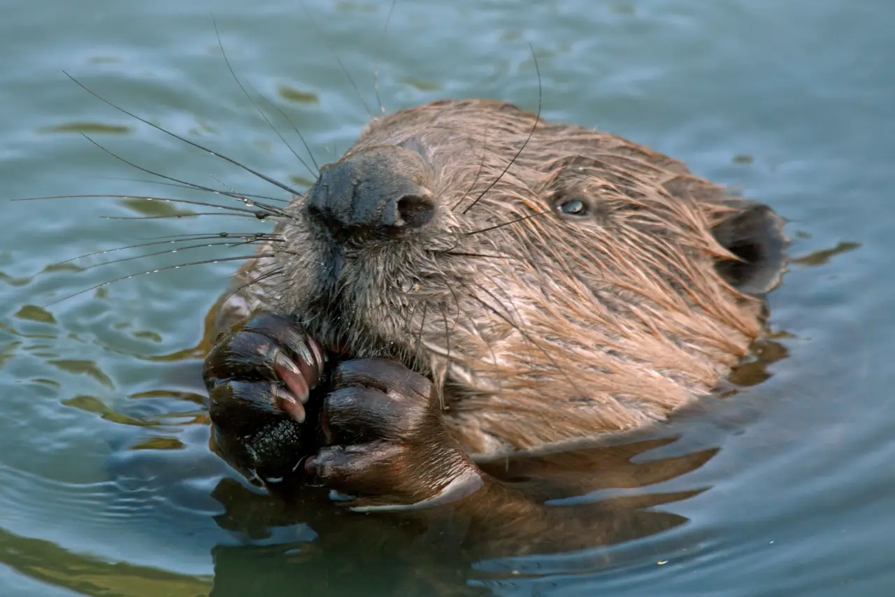 Eurasian beavers a keystone species that keep waterways clean One Earth